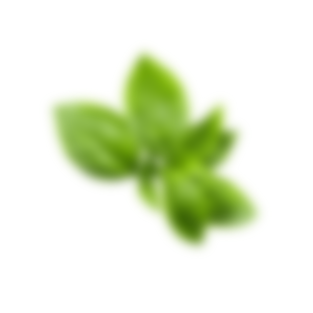 Basil leaves